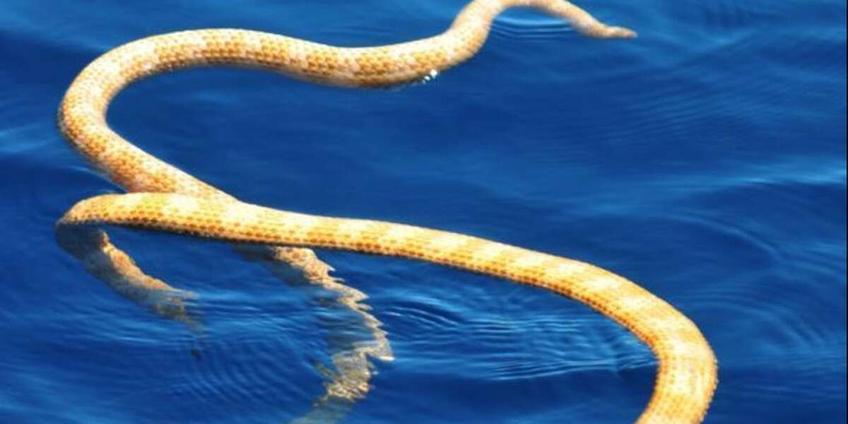 Змеи египта